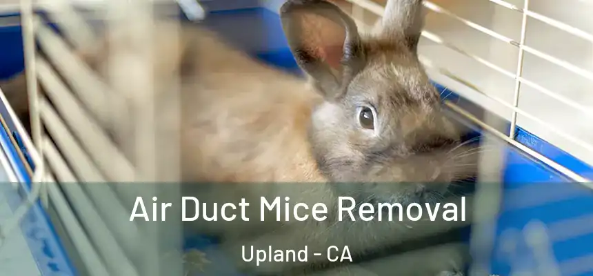 Air Duct Mice Removal Upland - CA