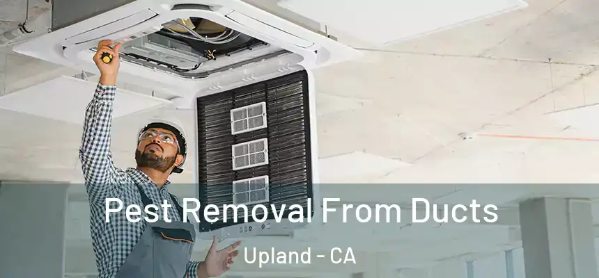 Pest Removal From Ducts Upland - CA