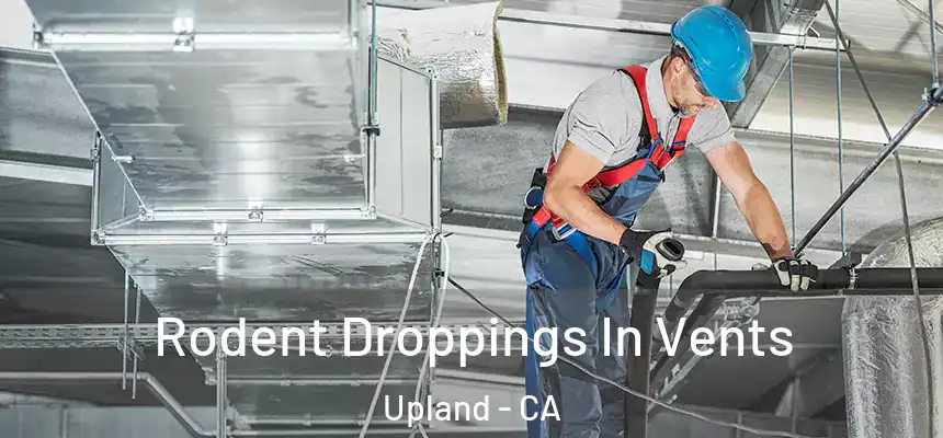 Rodent Droppings In Vents Upland - CA